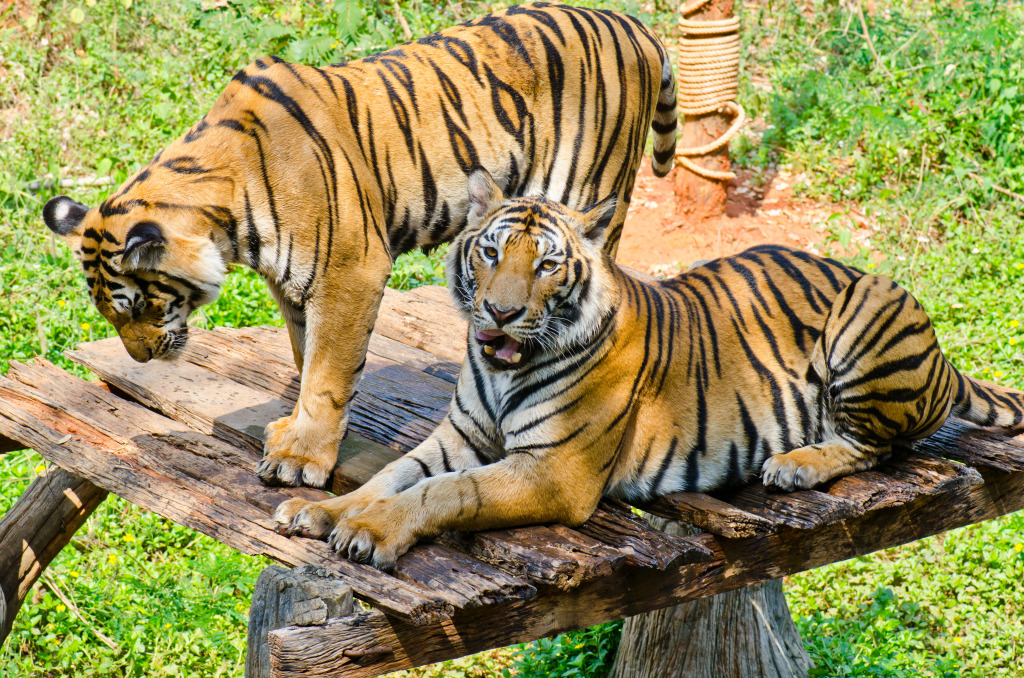 Tigers in Thailand jigsaw puzzle in Animals puzzles on TheJigsawPuzzles.com