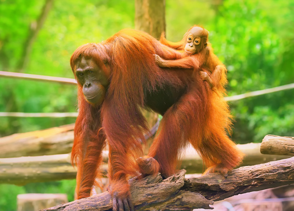 Young Orangutan on his Mother jigsaw puzzle in Animals puzzles on TheJigsawPuzzles.com