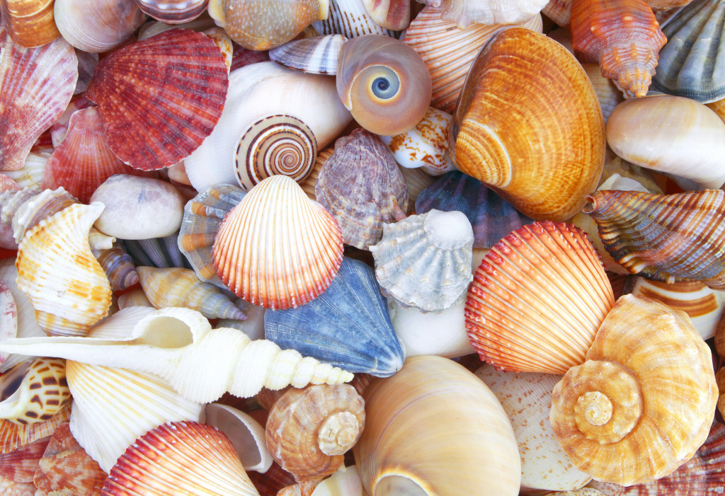 Mixed Seashells jigsaw puzzle in Puzzle of the Day puzzles on TheJigsawPuzzles.com
