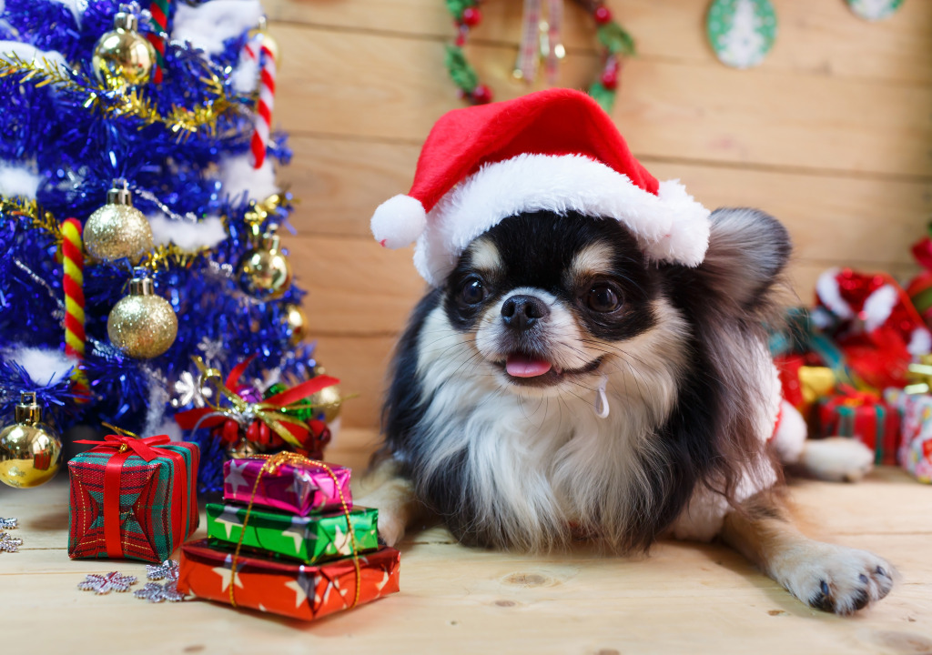 Chihuahua in einem Weihnachtskostüm jigsaw puzzle in Weihnachten & Neujahr puzzles on TheJigsawPuzzles.com