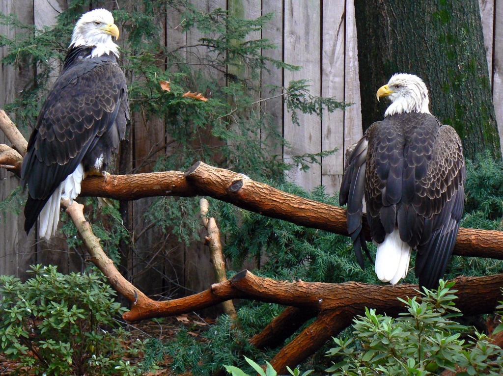 Bald Eagles jigsaw puzzle in Puzzle of the Day puzzles on TheJigsawPuzzles.com