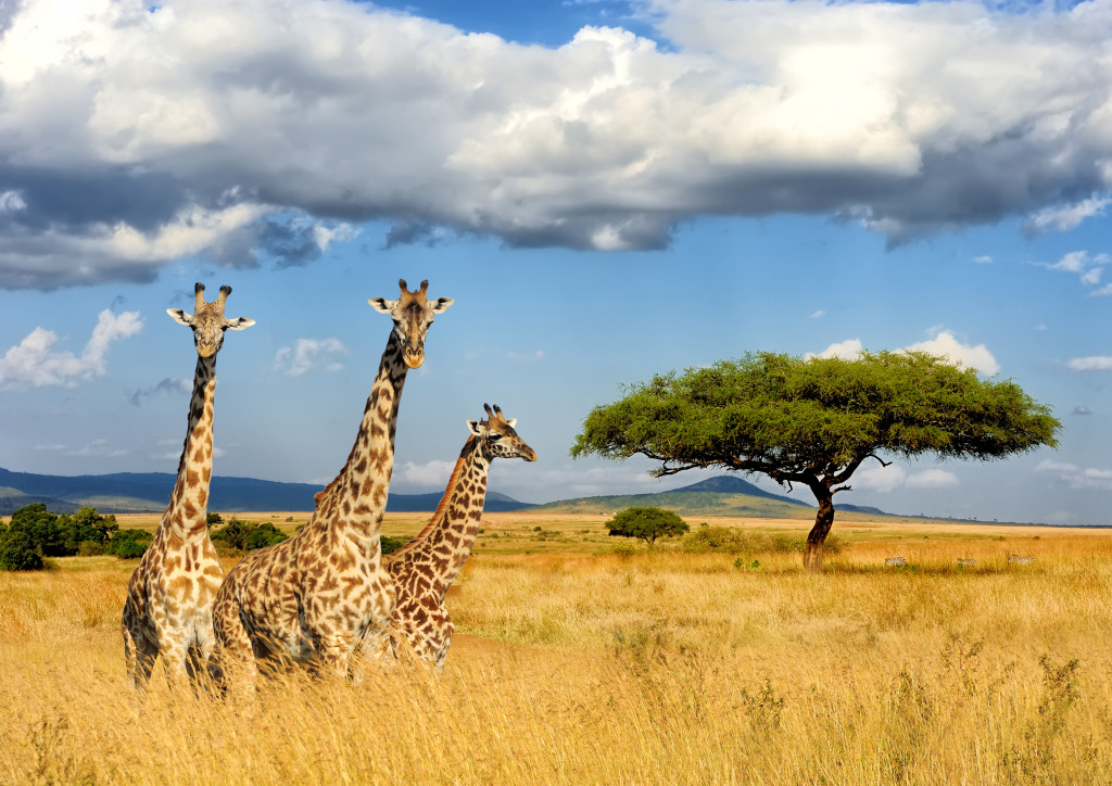 Жирафы в национальном парке в Кении jigsaw puzzle in Животные puzzles on TheJigsawPuzzles.com