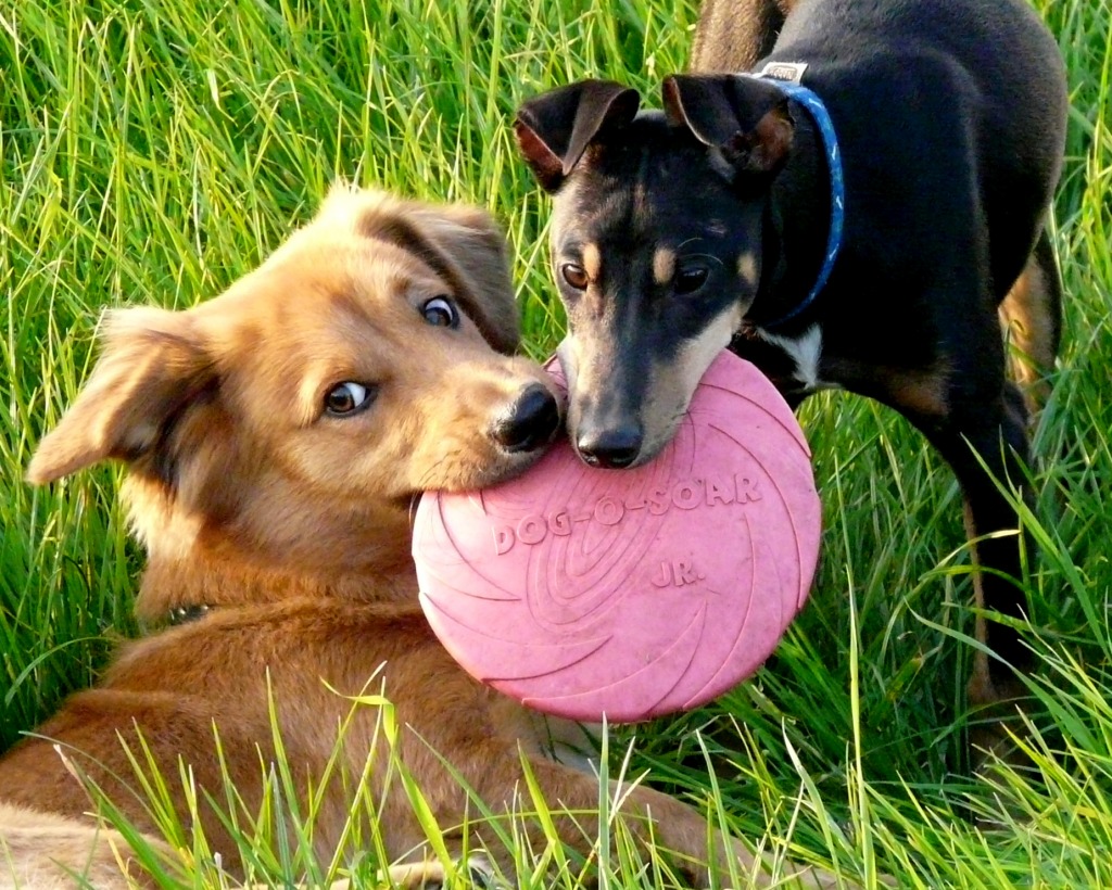 Combat de Frisbee jigsaw puzzle in Animaux puzzles on TheJigsawPuzzles.com