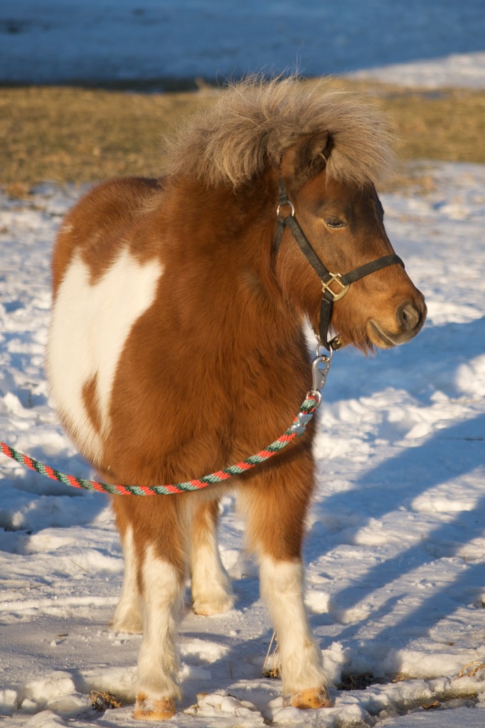 Un cheval miniature ! jigsaw puzzle in Animaux puzzles on TheJigsawPuzzles.com