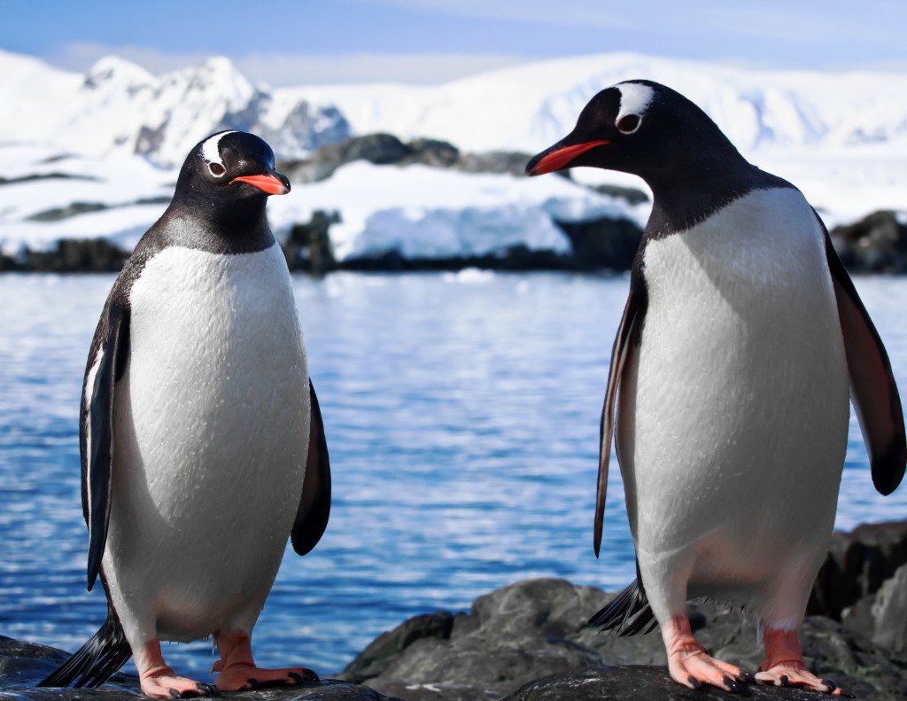 Penguins in Antarctica jigsaw puzzle in Puzzle of the Day puzzles on TheJigsawPuzzles.com