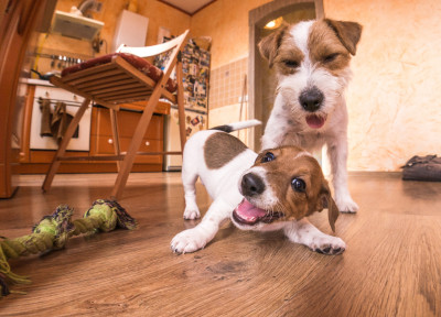 Two Dogs Playing at Home jigsaw puzzle in Animals puzzles on