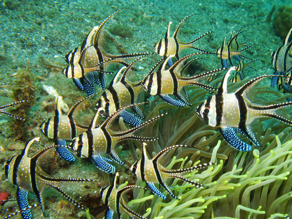 Banggai Cardinalfish, Sulawesi, Indonesia jigsaw puzzle in Under the Sea puzzles on TheJigsawPuzzles.com
