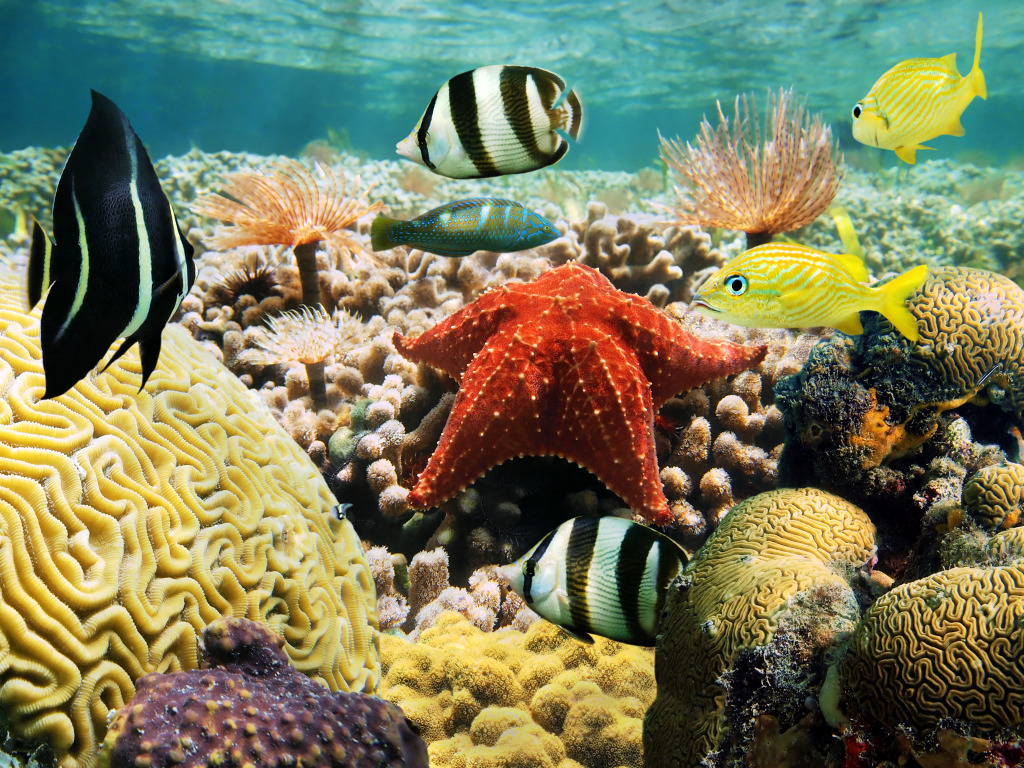 Colorful Marine Life jigsaw puzzle in Under the Sea puzzles on TheJigsawPuzzles.com