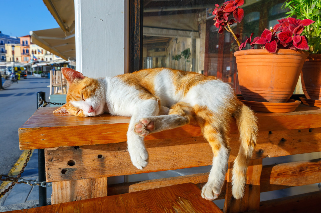 Red Cat Sleeping on a Bench jigsaw puzzle in Animals puzzles on TheJigsawPuzzles.com