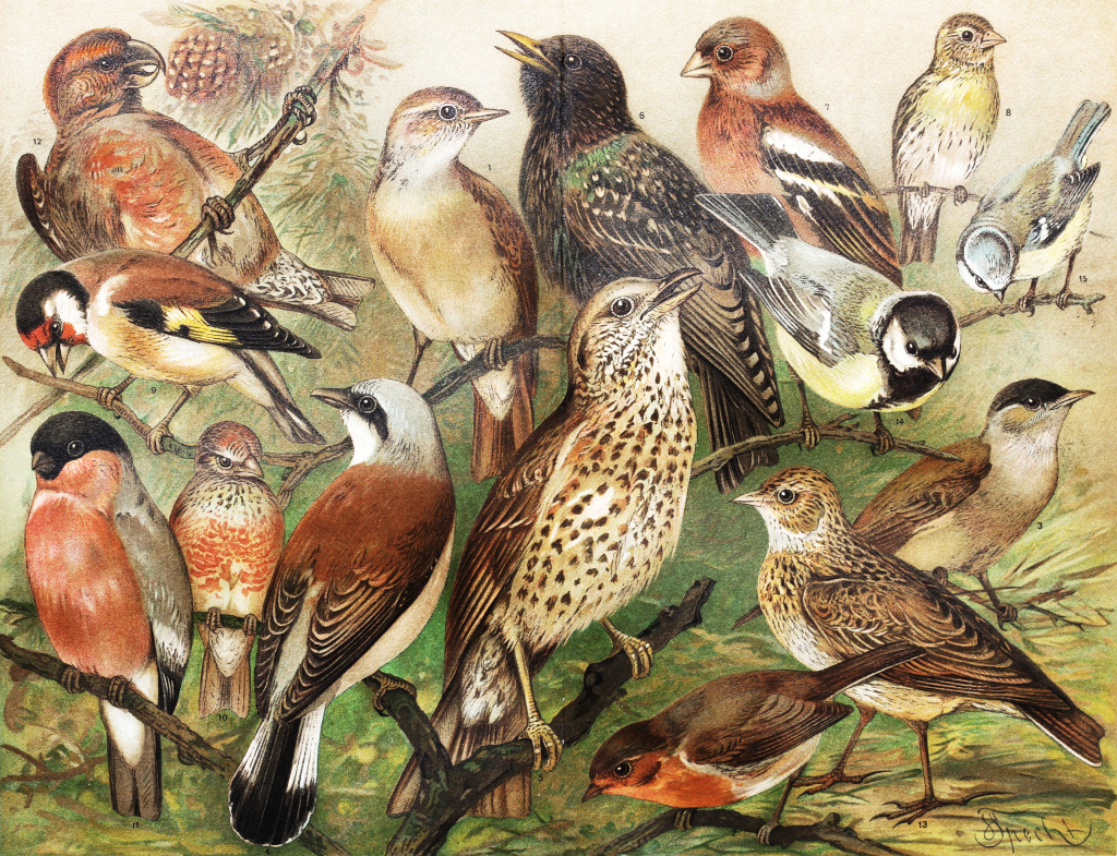 Vintage European Birds Drawing jigsaw puzzle in Animals puzzles on TheJigsawPuzzles.com