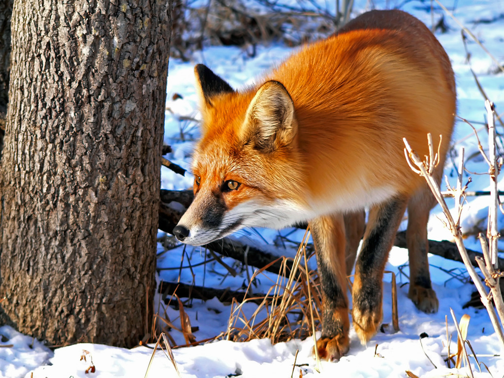 Roter Fuchs jigsaw puzzle in Tiere puzzles on TheJigsawPuzzles.com