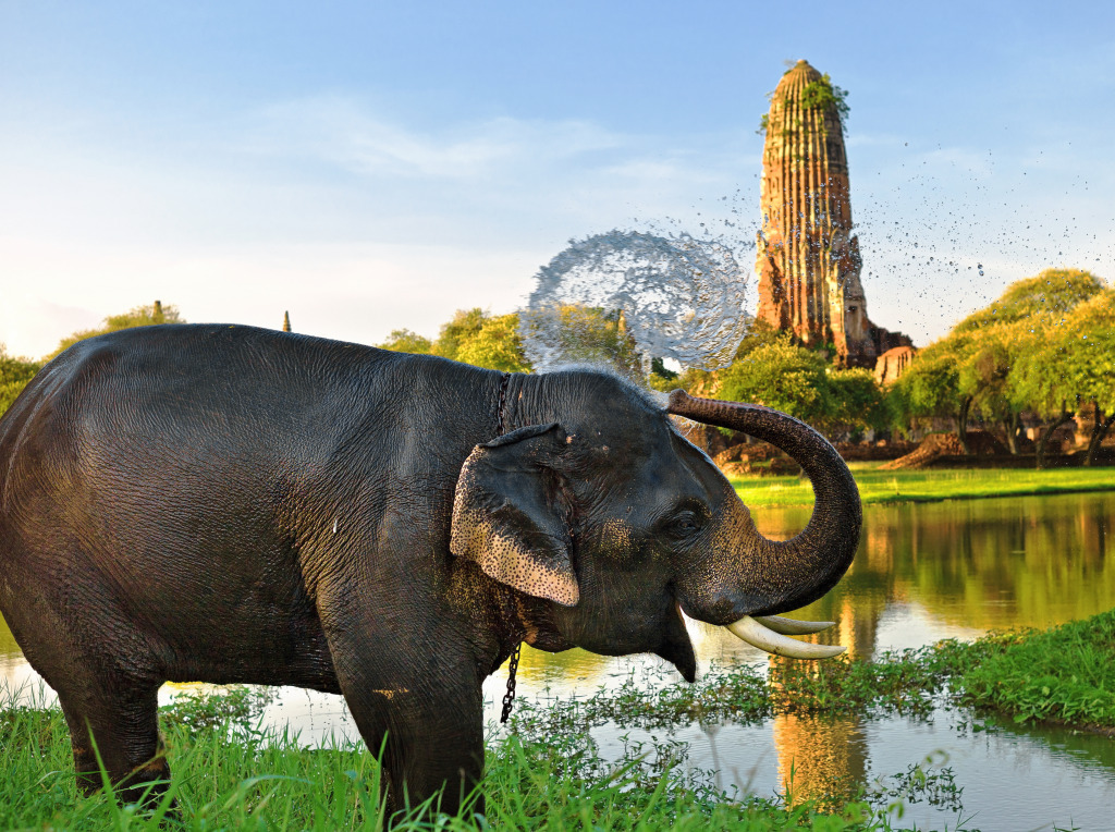 Elefante Tomando Banho em Ayutthaya, Tailândia jigsaw puzzle in Animais puzzles on TheJigsawPuzzles.com