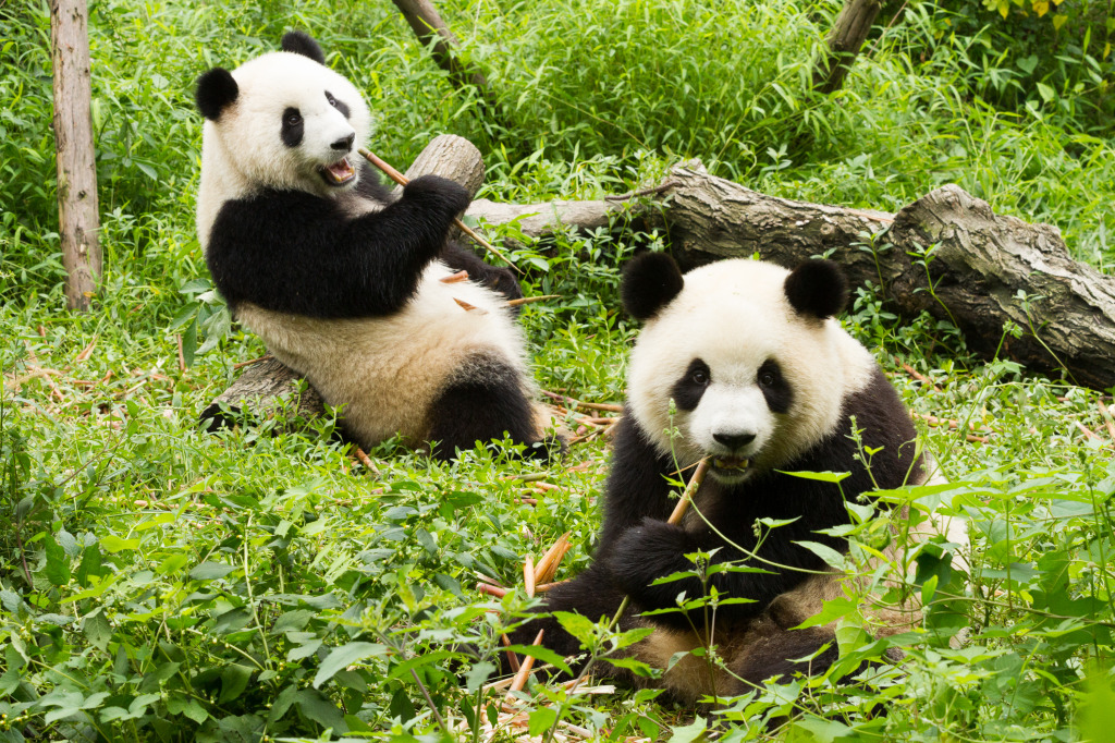 Pandas Having Lunch jigsaw puzzle in Animals puzzles on TheJigsawPuzzles.com