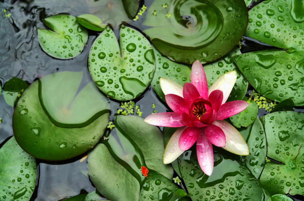 Water Lilly jigsaw puzzle in Macro puzzles on TheJigsawPuzzles.com