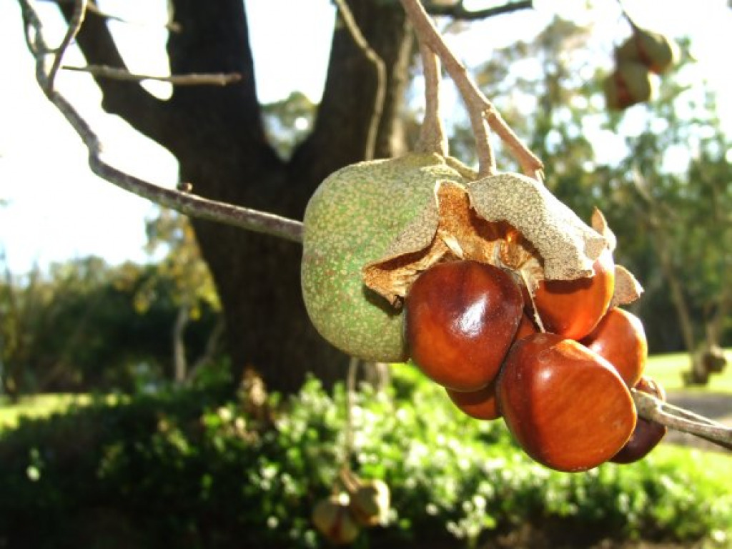 Chappell Hill, TX - Chestnuts bursting through the hull  October 31, 2008 jigsaw puzzle in Naomi Knapp puzzles on TheJigsawPuzzles.com