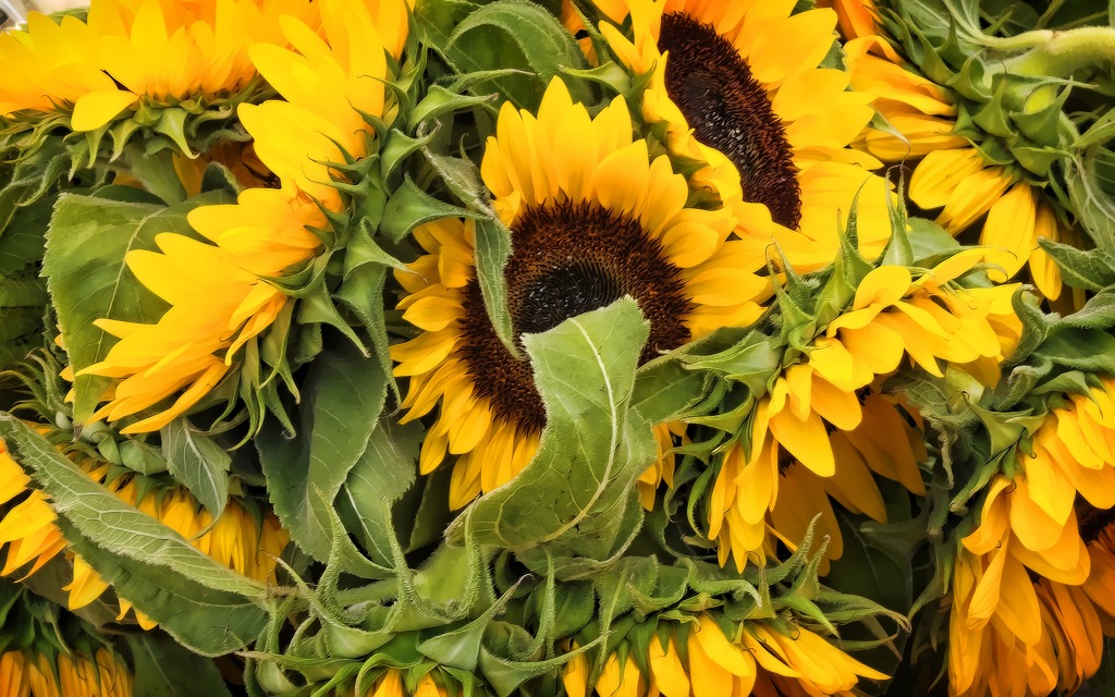 Sunflowers jigsaw puzzle in Flowers puzzles on TheJigsawPuzzles.com