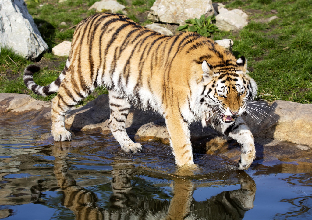 Amur-Tiger jigsaw puzzle in Tiere puzzles on TheJigsawPuzzles.com