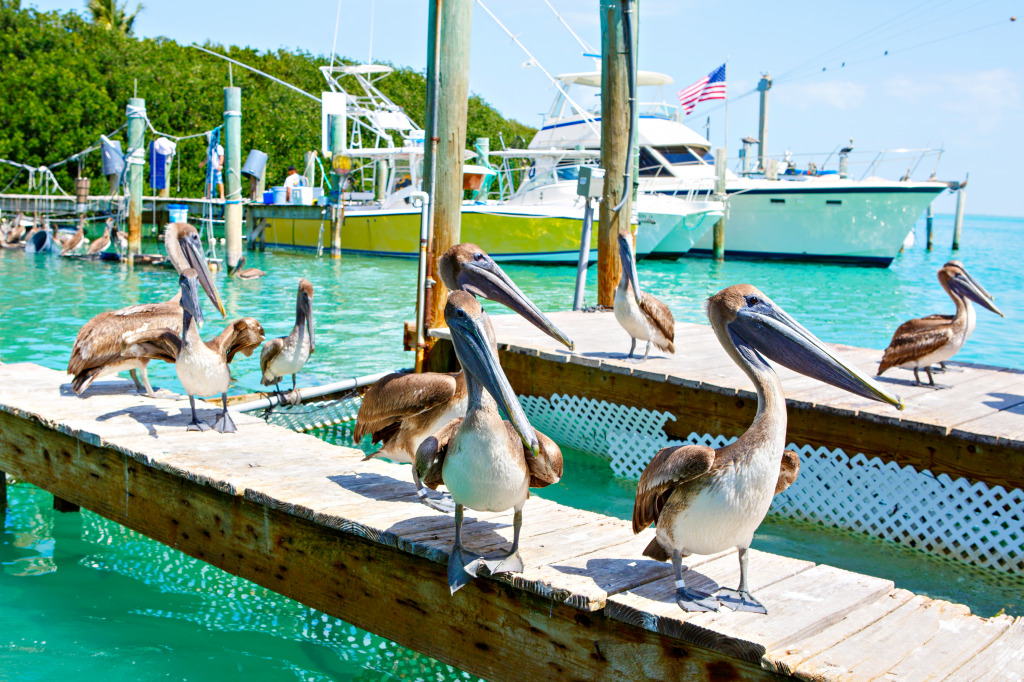 Brown Pelicans in Islamorada, Florida Keys jigsaw puzzle in Animals puzzles on TheJigsawPuzzles.com
