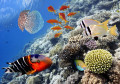 Tropical Fish, Red Sea, Egypt
