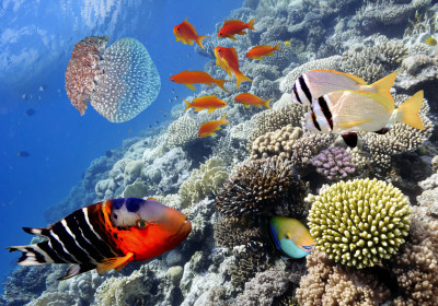 Tropical Fish, Red Sea, Egypt jigsaw puzzle in Under the Sea puzzles on ...