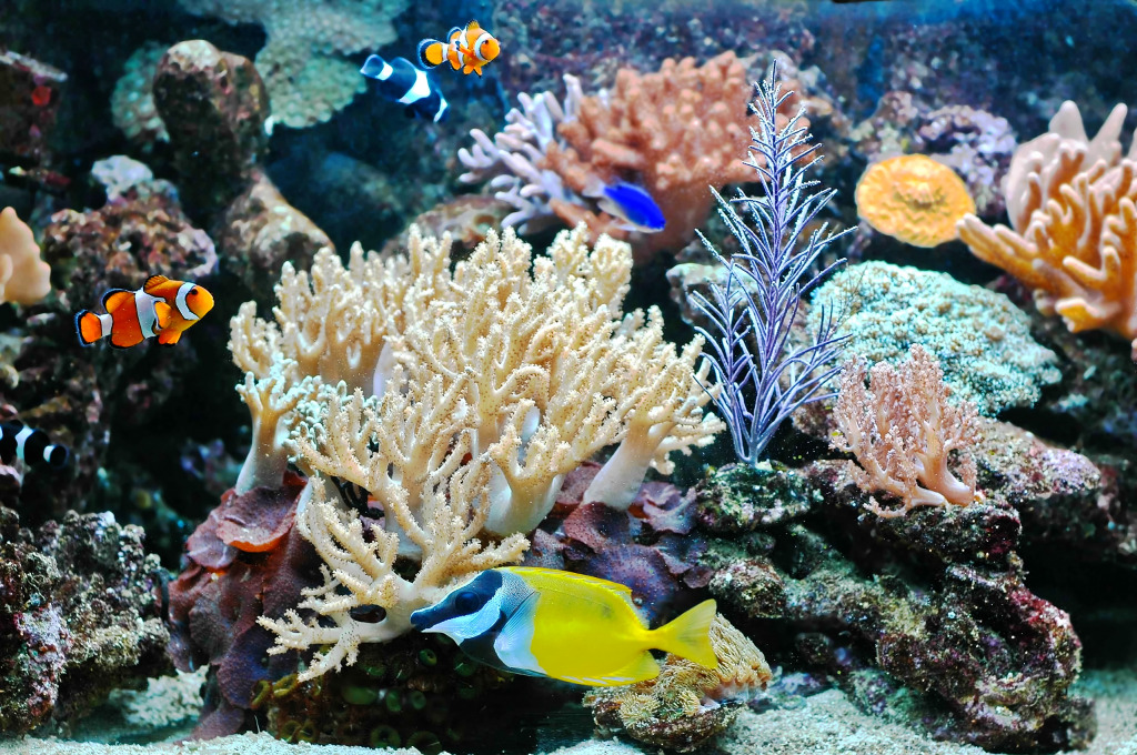 Poissons tropicaux dans un aquarium jigsaw puzzle in Sous les mers puzzles on TheJigsawPuzzles.com
