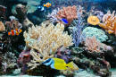 Tropical Fishes in the Aquarium