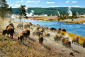 A Herd of Bison, Yellowstone NP