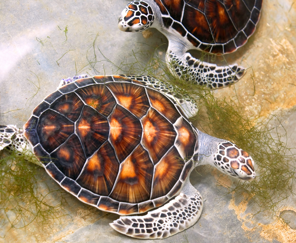 Морские черепахи в тайском детском саду jigsaw puzzle in Животные puzzles on TheJigsawPuzzles.com