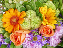 Colorful Flowers Closeup
