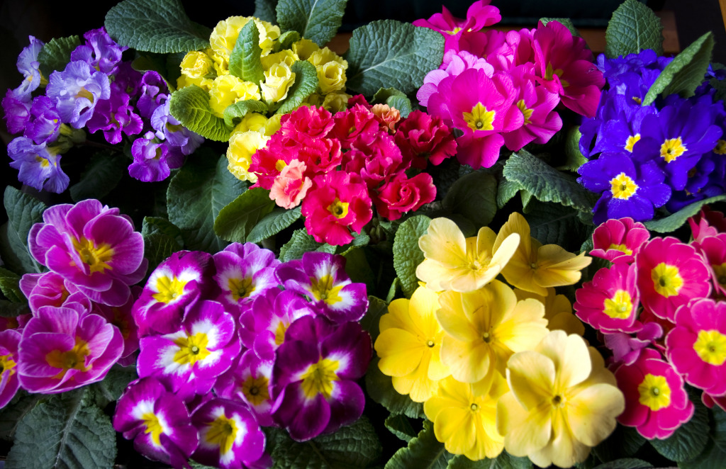 Primroses jigsaw puzzle in Flowers puzzles on TheJigsawPuzzles.com