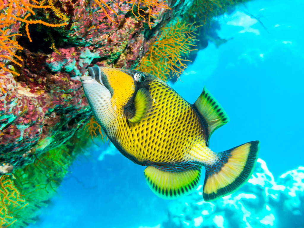 Titan Triggerfish jigsaw puzzle in Sous les mers puzzles on TheJigsawPuzzles.com
