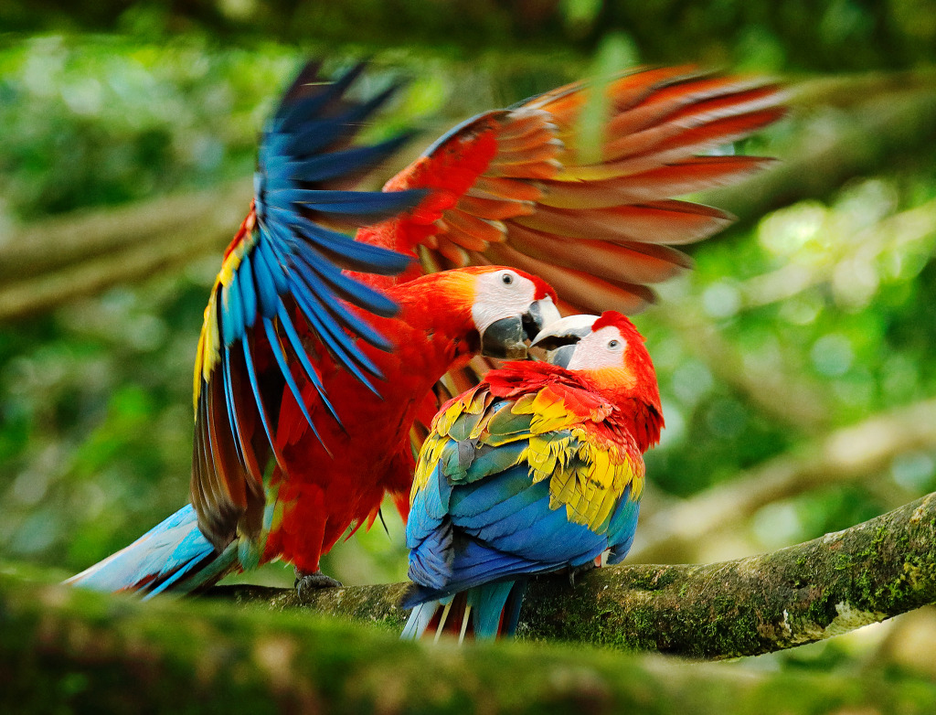 Scarlet Macaws jigsaw puzzle in Animals puzzles on TheJigsawPuzzles.com
