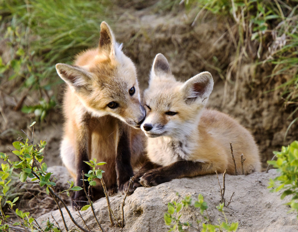 Young Kit Foxes, Saskatchewan, Canada jigsaw puzzle in Animals puzzles on TheJigsawPuzzles.com