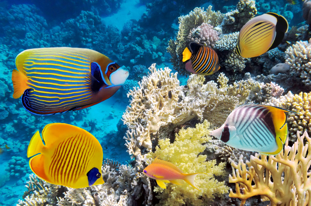 Underwater Landscape with Fish and Corals jigsaw puzzle in Under the Sea puzzles on TheJigsawPuzzles.com