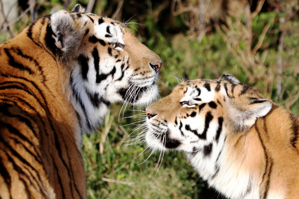 Couple de tigres jigsaw puzzle in Animaux puzzles on TheJigsawPuzzles.com