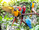 Colourful Macaws