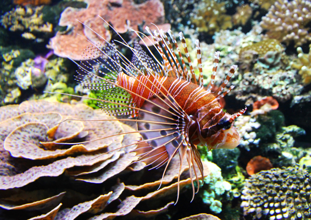 Red Lionfish jigsaw puzzle in Under the Sea puzzles on TheJigsawPuzzles.com