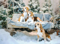 Beagle Dogs near the Christmas Tree