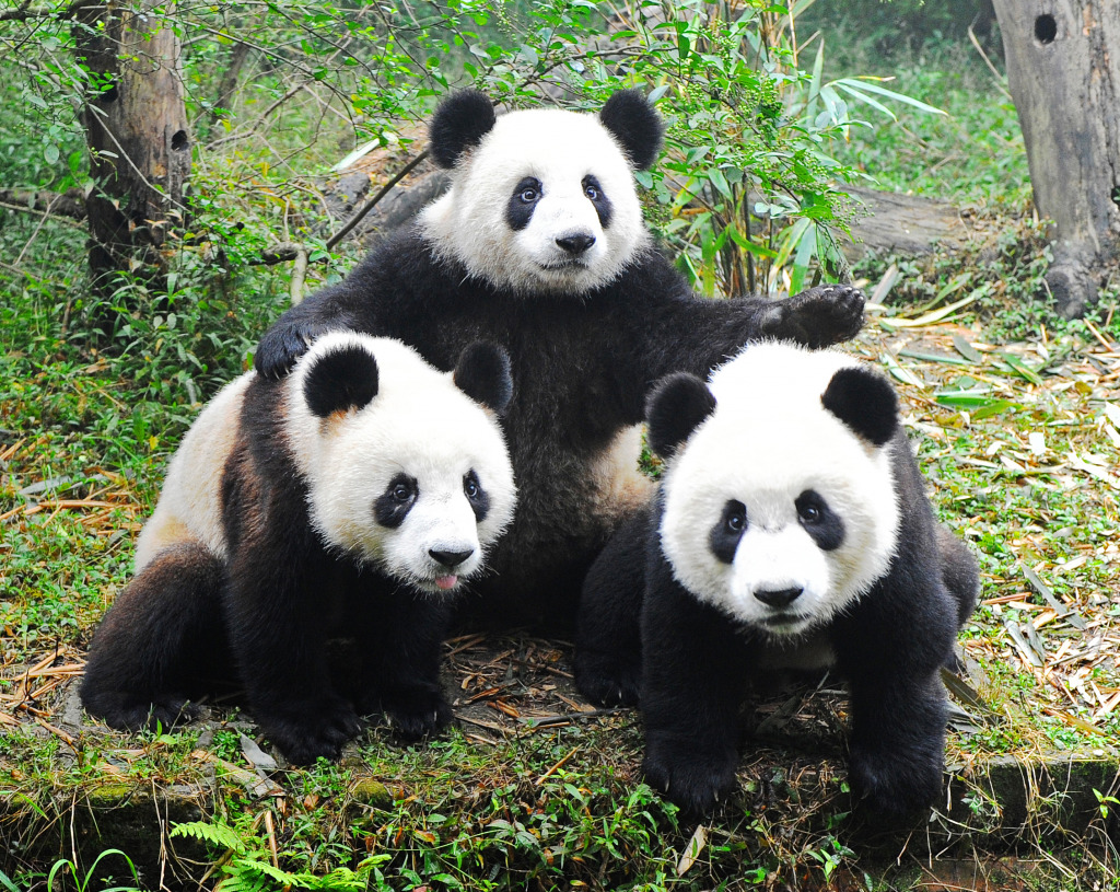 Trois Pandas géants jigsaw puzzle in Animaux puzzles on TheJigsawPuzzles.com