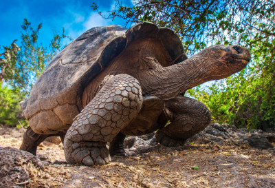 Tortoise, Galapagos Islands jigsaw puzzle in Animals puzzles on ...