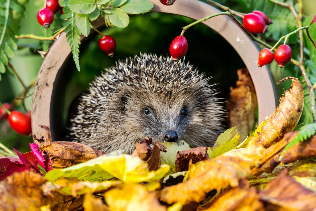 Hedgehog jigsaw puzzle in Animaux puzzles on TheJigsawPuzzles.com