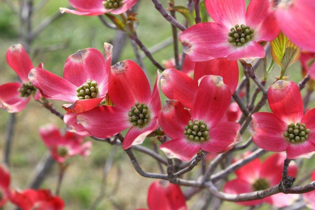 cherry-blossoms jigsaw puzzle in Janice Balcom puzzles on TheJigsawPuzzles.com