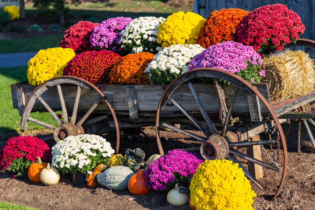 Mums in an Old Farm Wagon jigsaw puzzle in Flowers puzzles on TheJigsawPuzzles.com