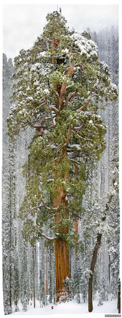The President the third largest tree on earth jigsaw puzzle in Janice Balcom puzzles on TheJigsawPuzzles.com