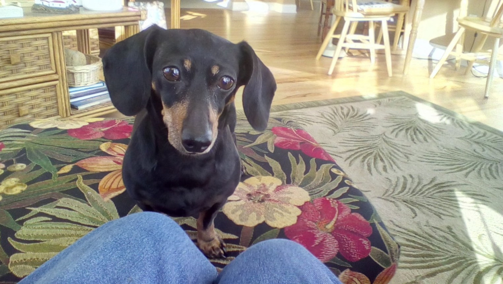 Lucy waiting for a snack jigsaw puzzle in Kathleen Robards puzzles on TheJigsawPuzzles.com