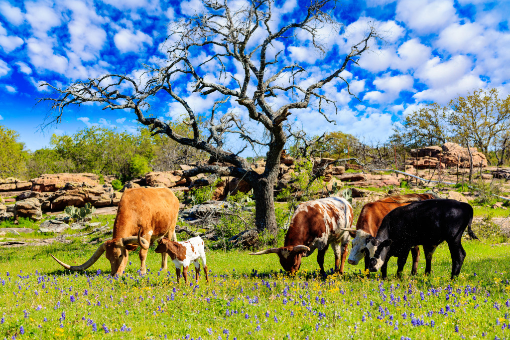 Ranch in the Texas Hill Country jigsaw puzzle in Animals puzzles on TheJigsawPuzzles.com