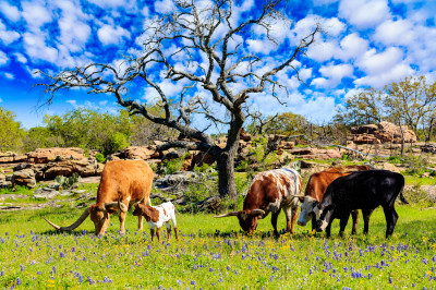 Ranch in the Texas Hill Country jigsaw puzzle in Animals puzzles on ...
