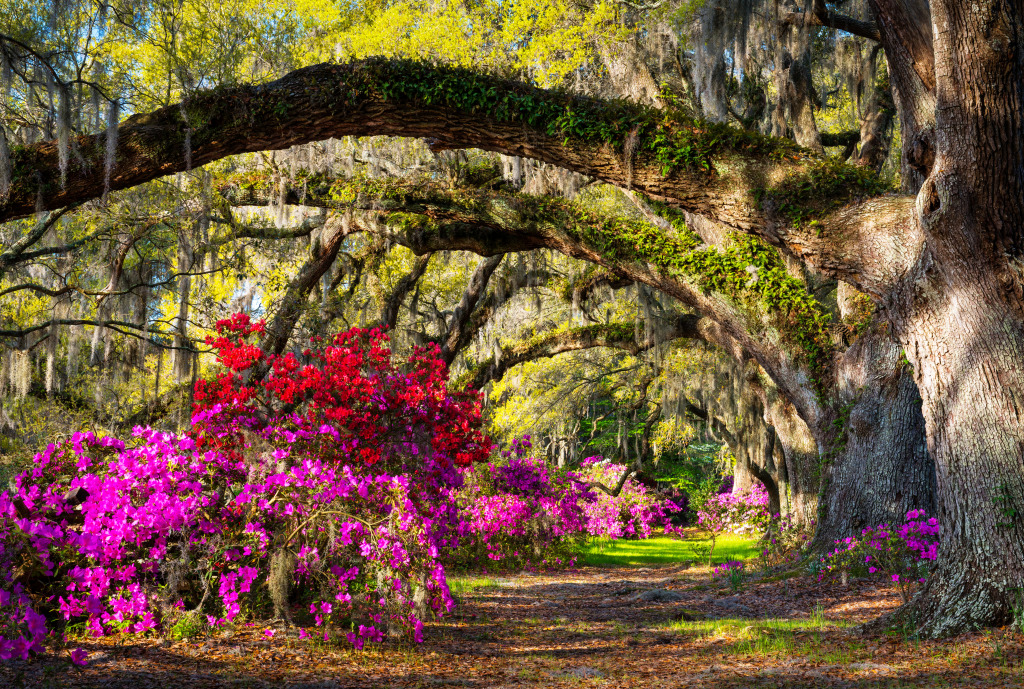 Spring Garden in Charleston SC jigsaw puzzle in Great Sightings puzzles on TheJigsawPuzzles.com