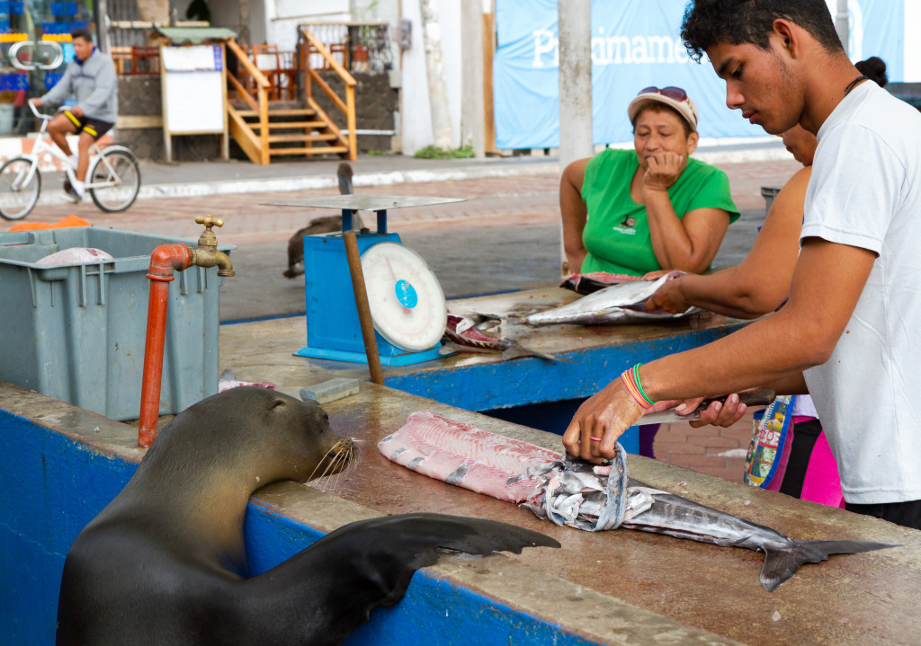 Curious Sea Lion, Puerto Ayora Fish Market jigsaw puzzle in People puzzles on TheJigsawPuzzles.com