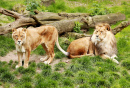 Couple of Lions